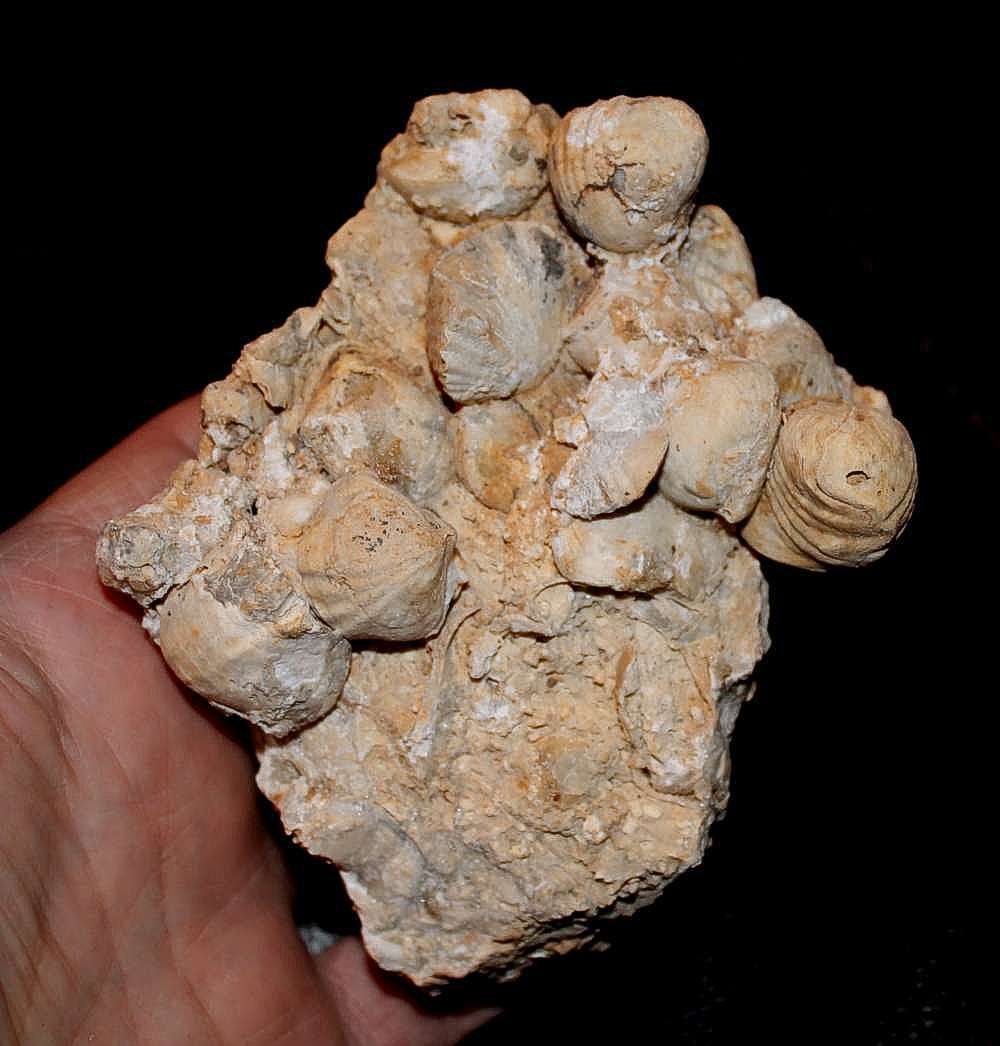 Fortunella monsalvensis 