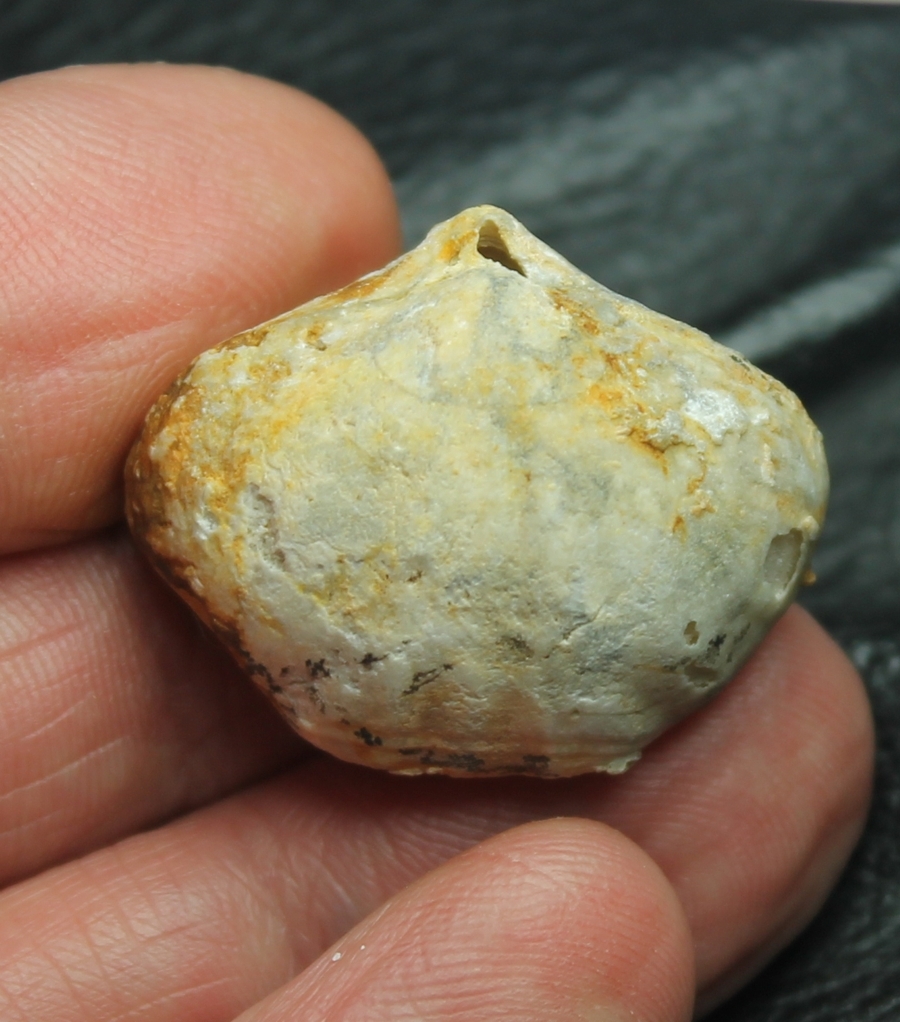 Fossil Brachiopod