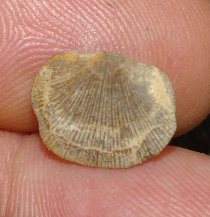 Brachiopoden