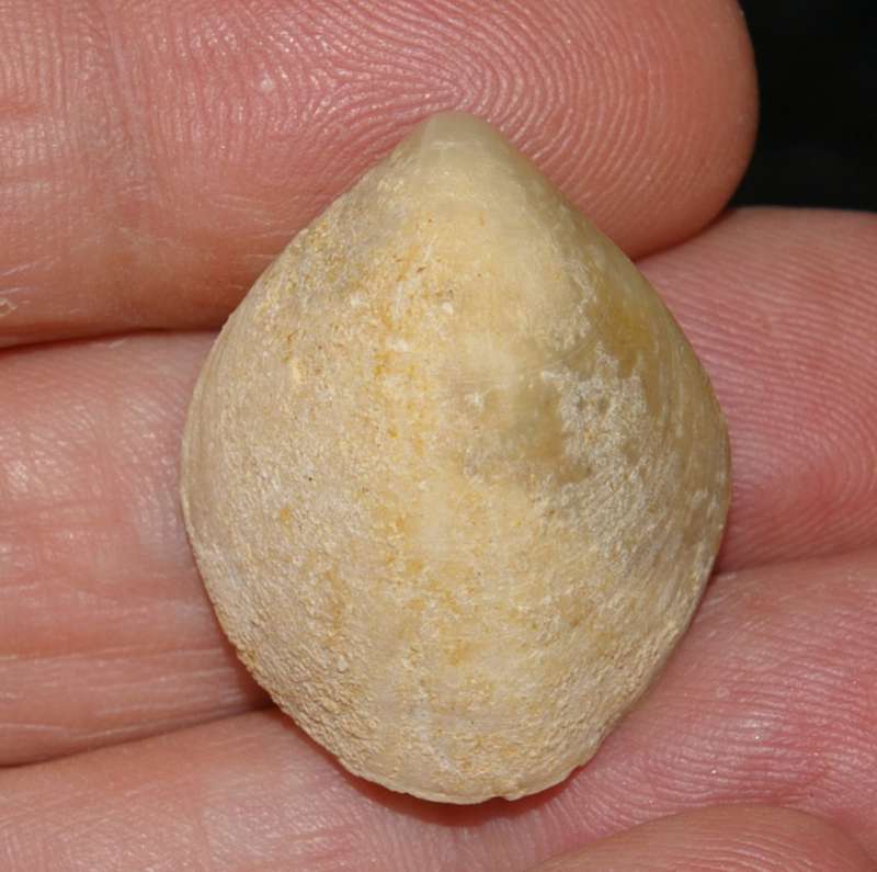  Miocene fossil brachiopod