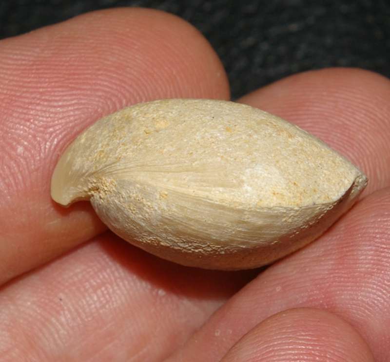  Miocene fossil brachiopod