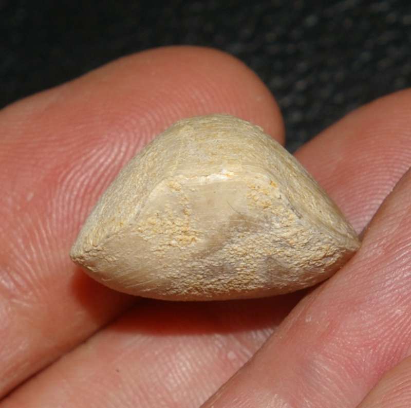  Miocene fossil brachiopod