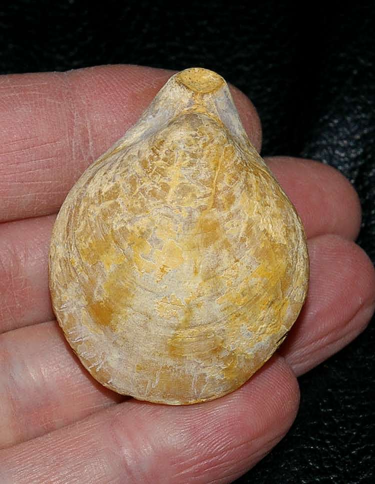 Austrothyris macleani