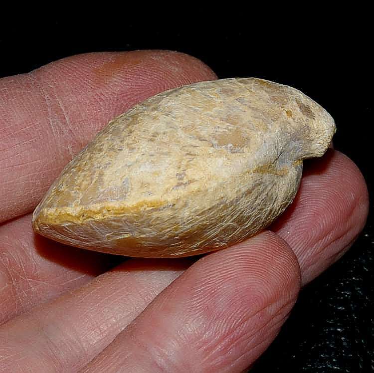 Miocene brachiopod
