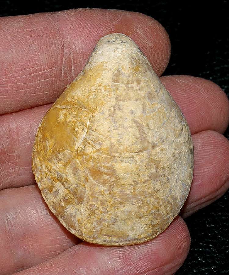 Miocene fossil brachiopod