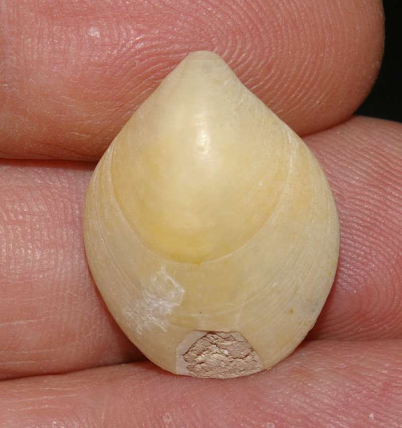 Miocene fossil brachiopod