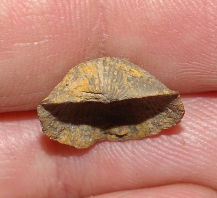 Devonaria zeuschneri.jpg