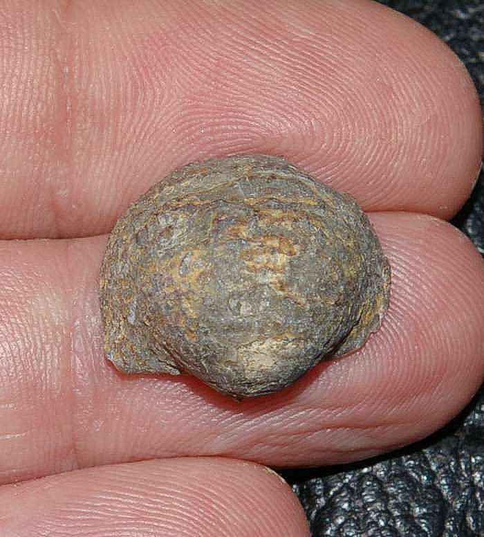 Devonian brachiopod.jpg