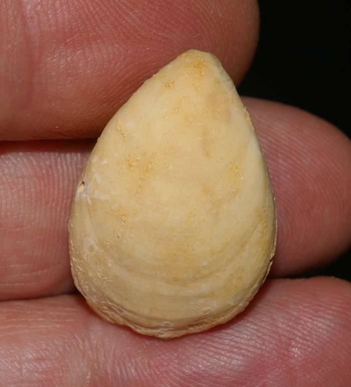 Tertiary brachiopod