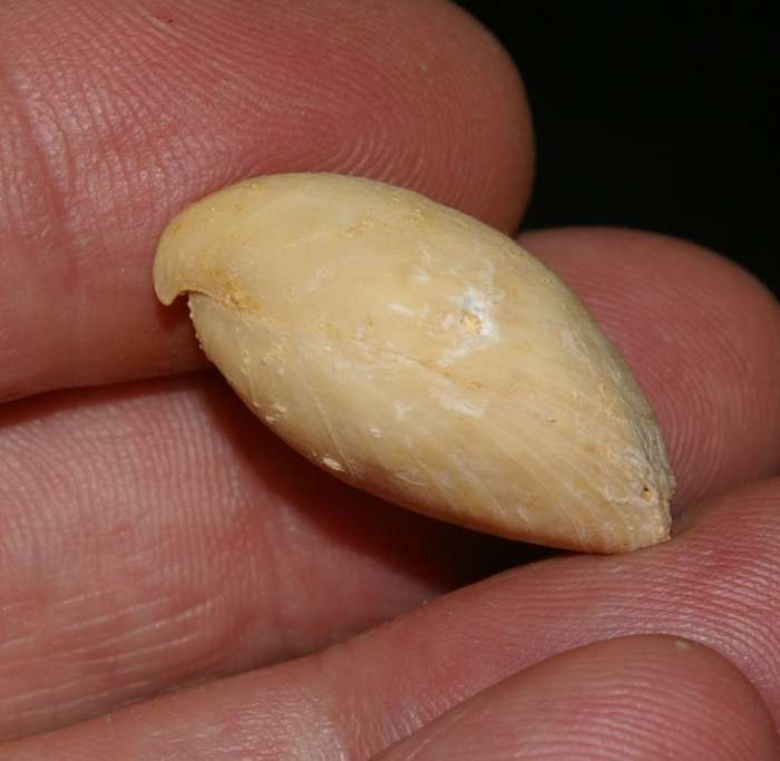 Miocene fossil brachiopod