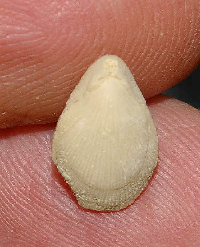 Tertiary brachiopod