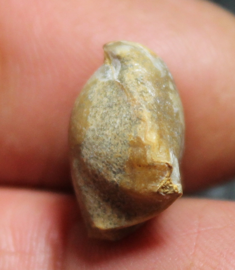 Laevigaterhynchia triplicosa