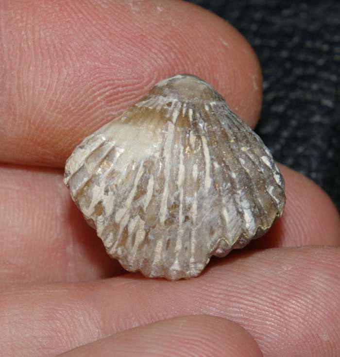 Lacunosella cracoviensis