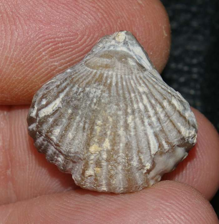 Lacunosella cracoviensis