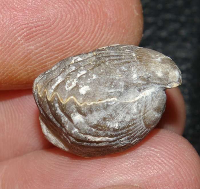 Lacunosella cracoviensis