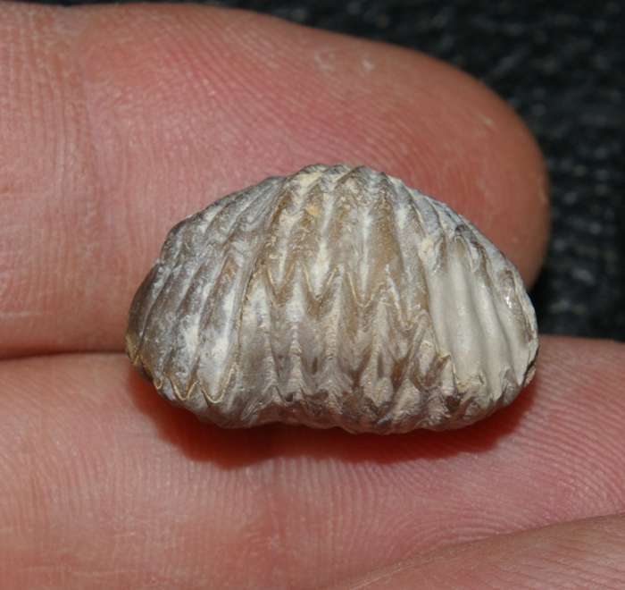 Lacunosella cracoviensis