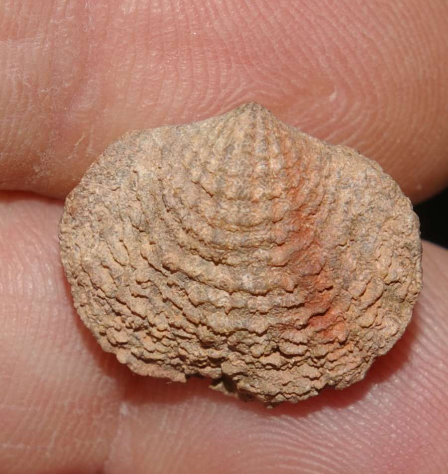 Spinatrypa aspera 
