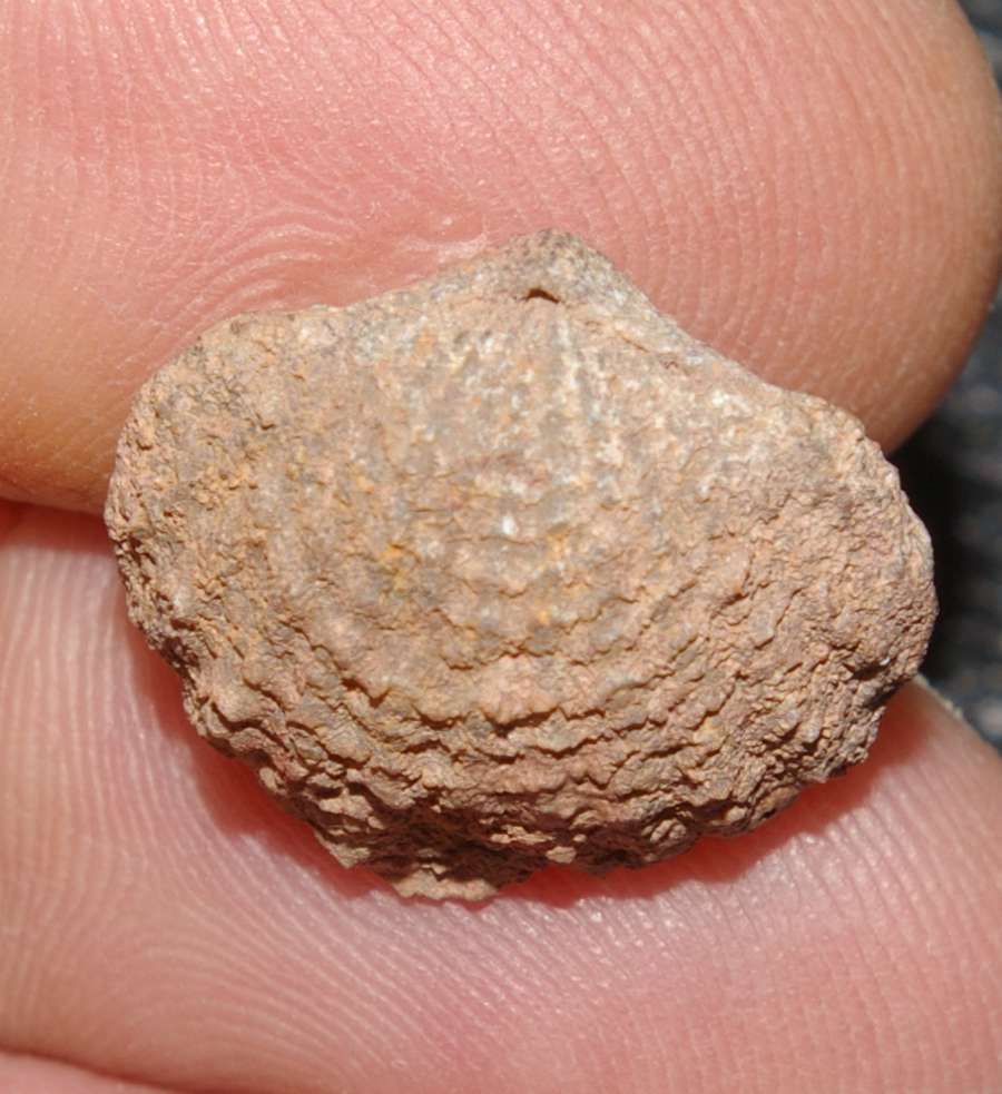 Spinatrypa aspera 