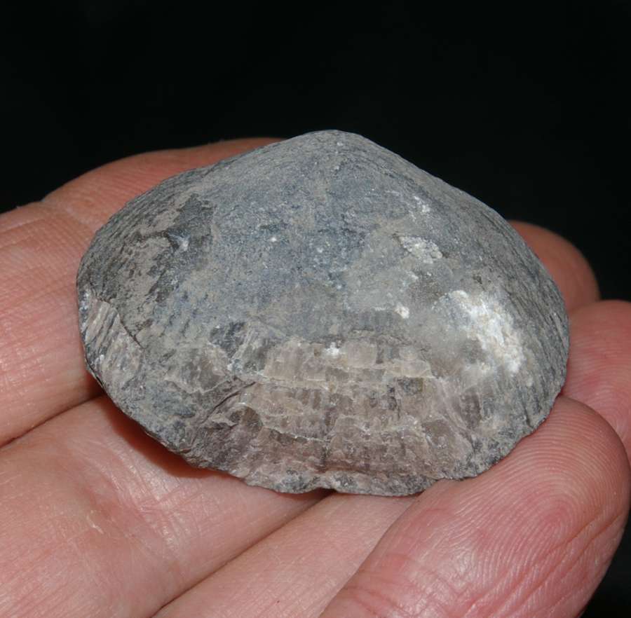 Devonian brachiopod