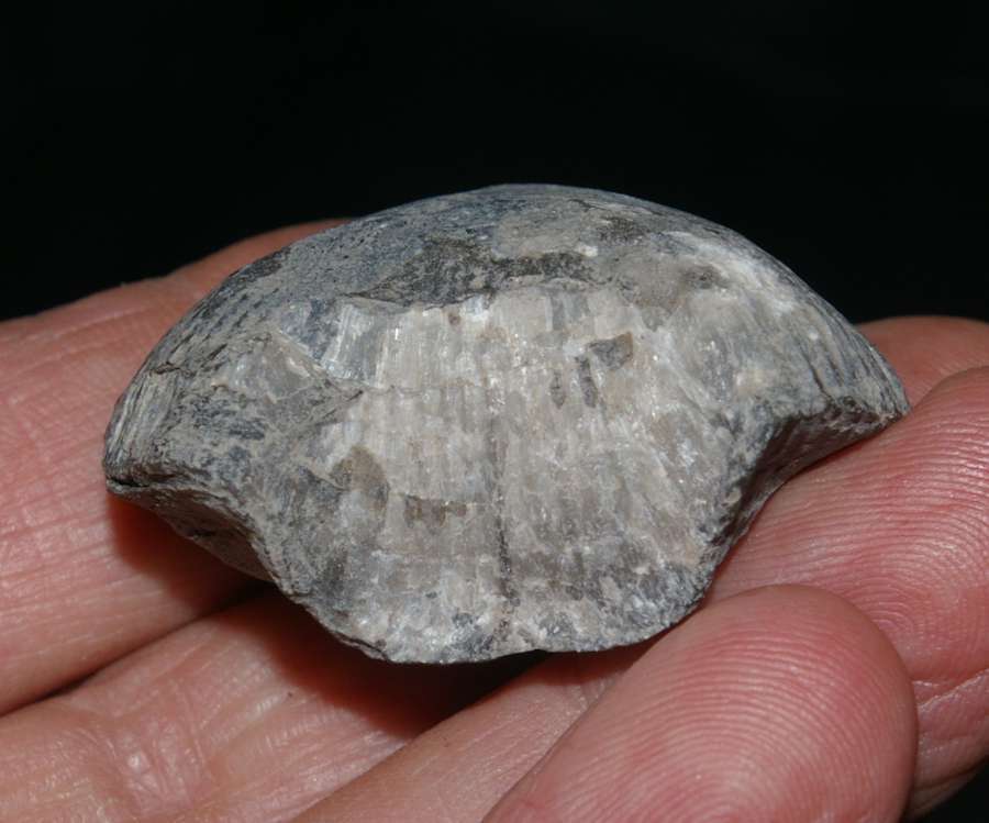 Phlogoiderhynchus polonicus