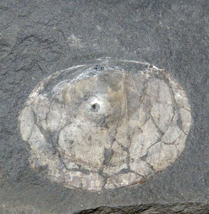  Orbiculoidea kadzielnensis