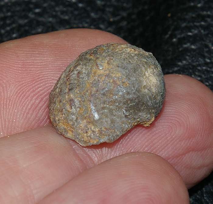 Poloniproductus varians.jpg
