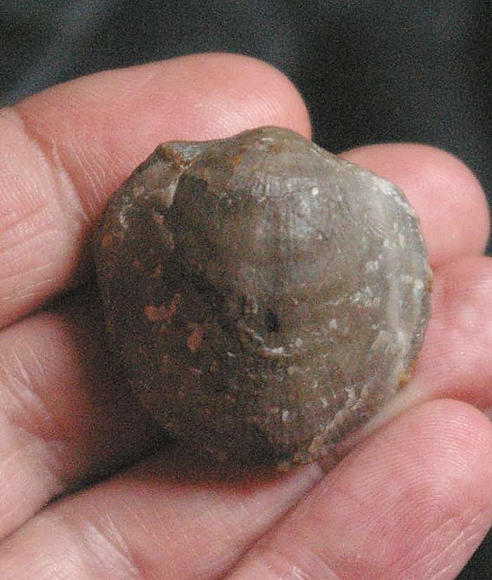  Desquamatia globosa
