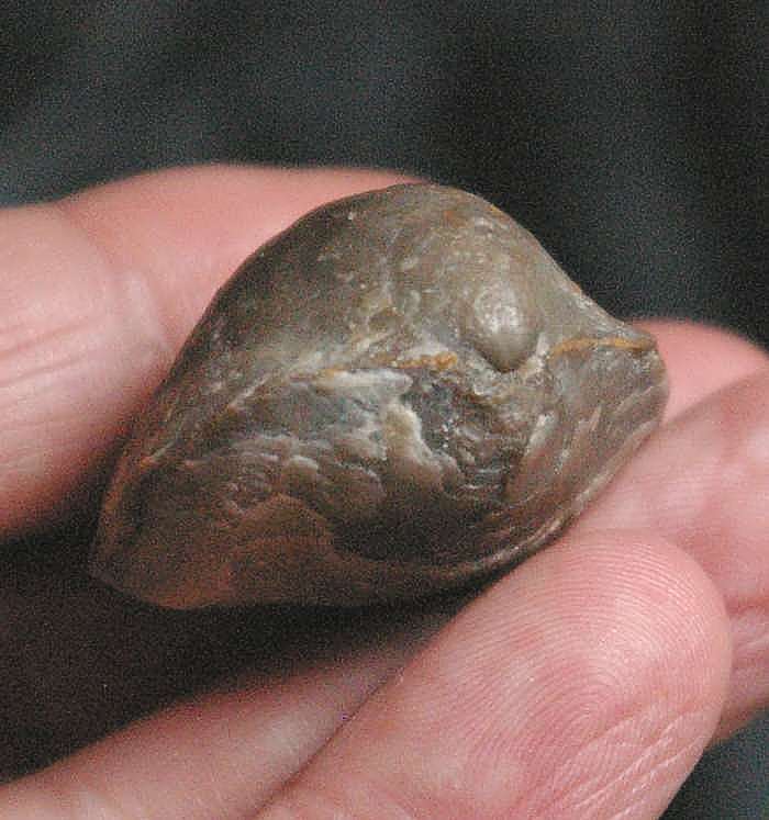  Fossilien Brachiopoden