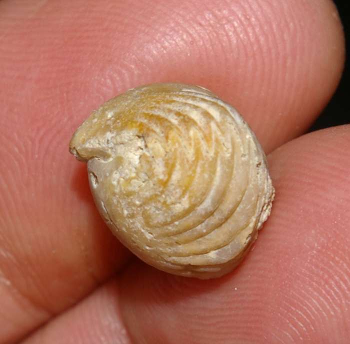  Fossilien Brachiopoden