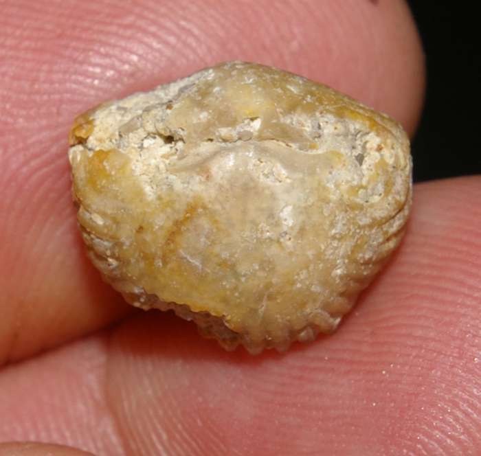  Fossilien Brachiopoden