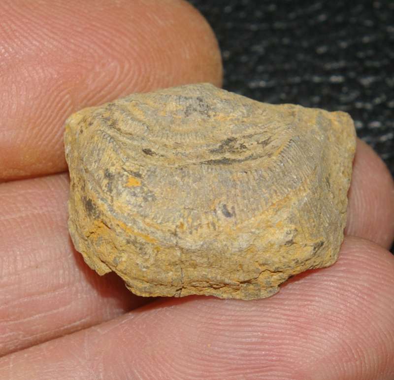 Leptaena analogaeformis.jpg