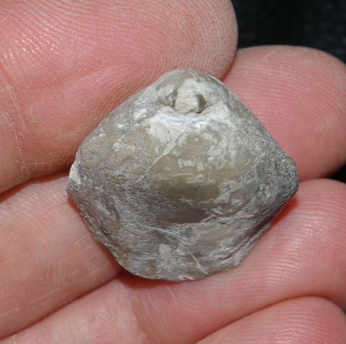 Fossilien Brachiopoden