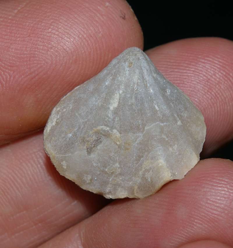 Lacunosella arolica