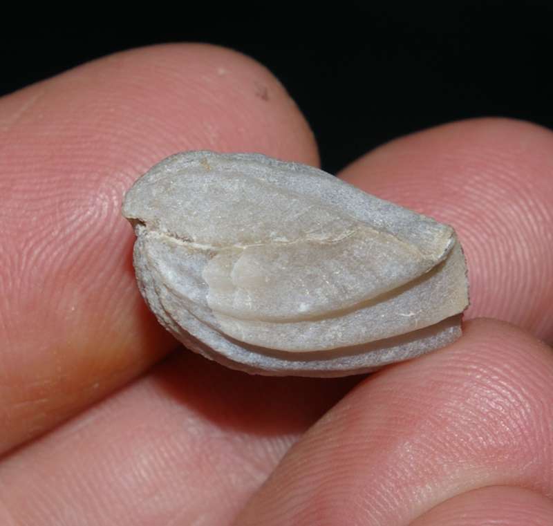Fossilien Brachiopoden
