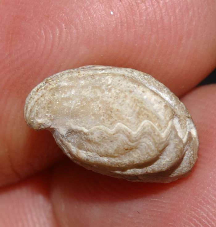Fossilien Brachiopoden