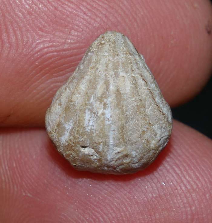 Fossilien Brachiopoden