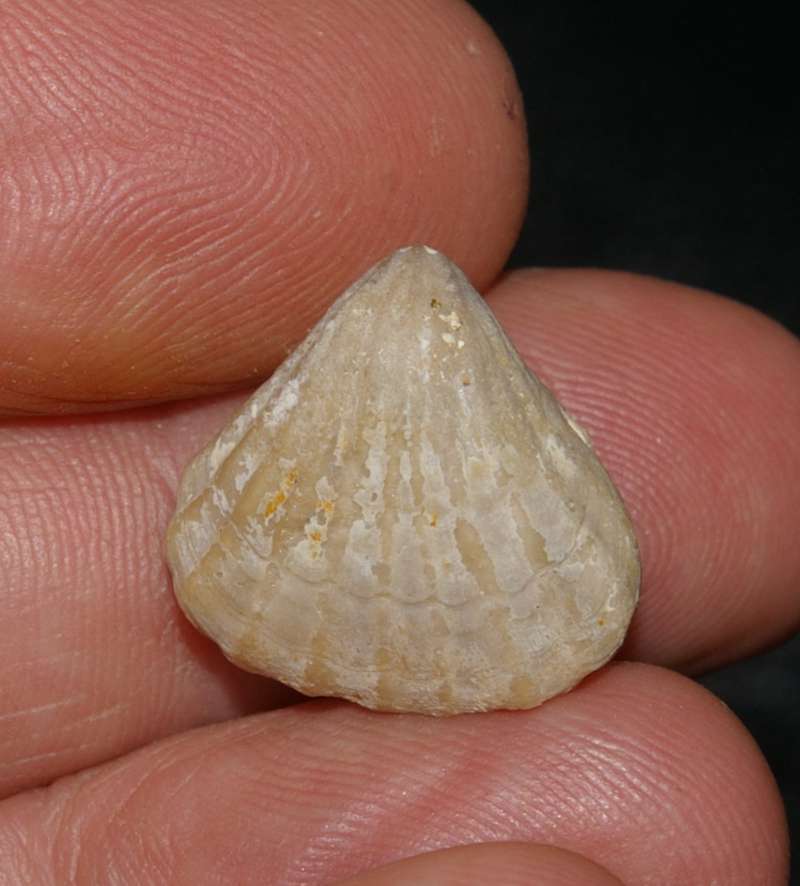 Lacunosella arolica var. stephani