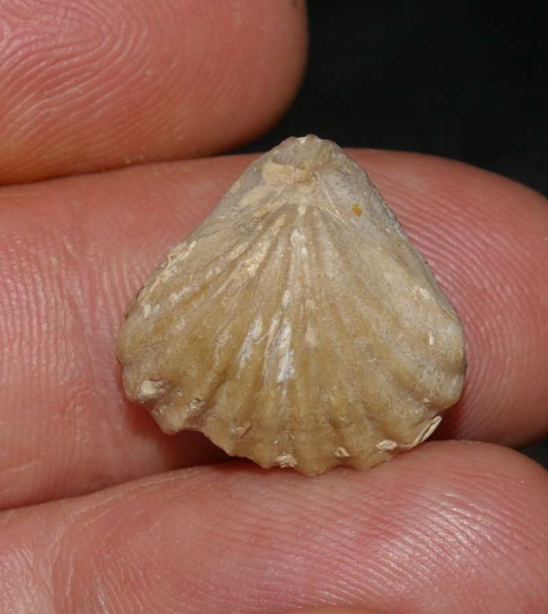 Fossilien Brachiopoden