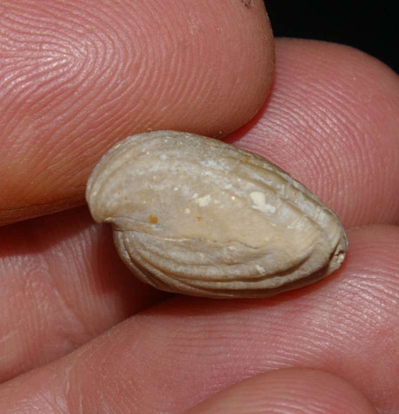 Fossilien Brachiopoden