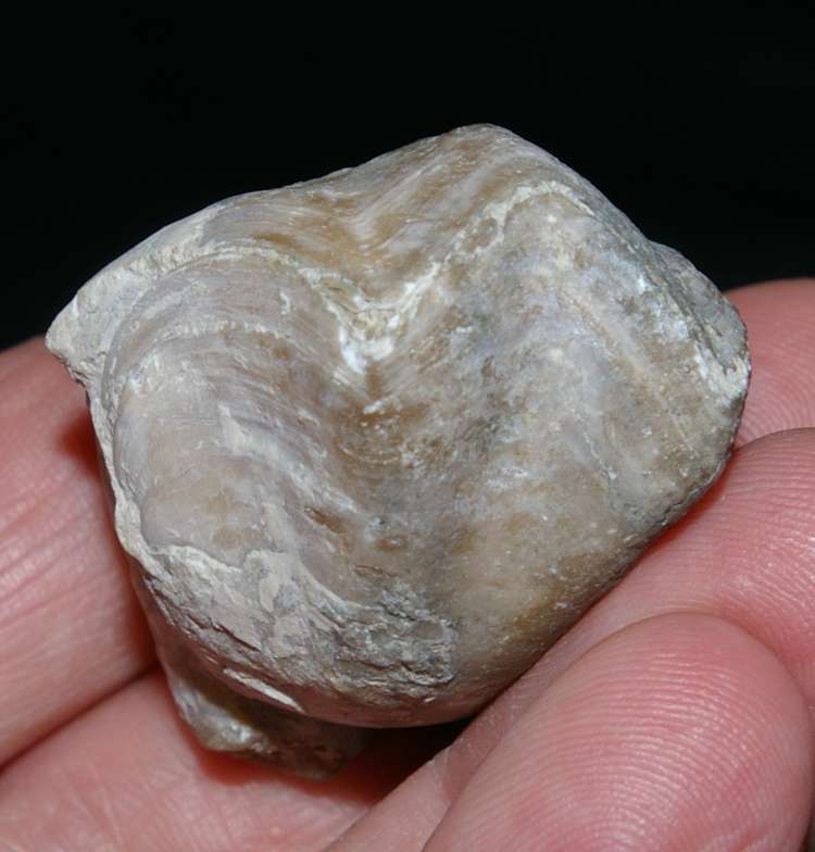 Fossilien Brachiopoden