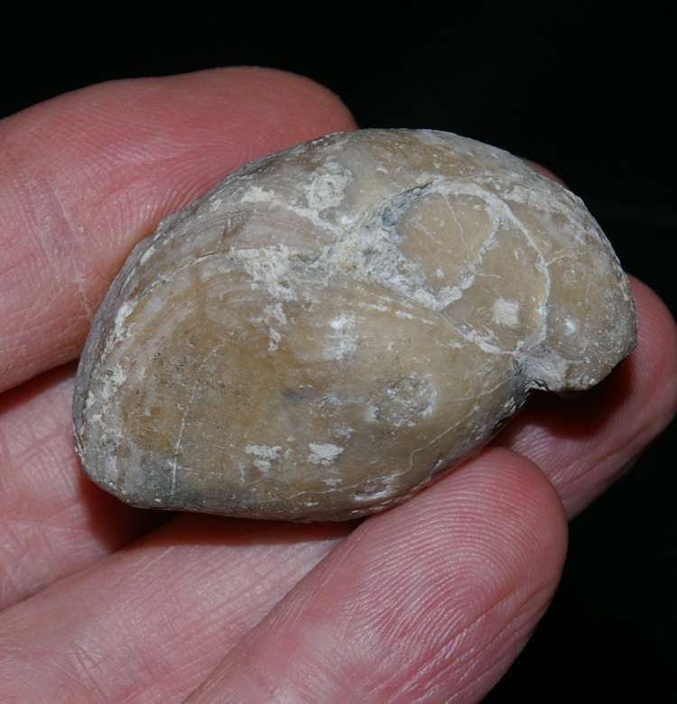 Goniothyris amoena