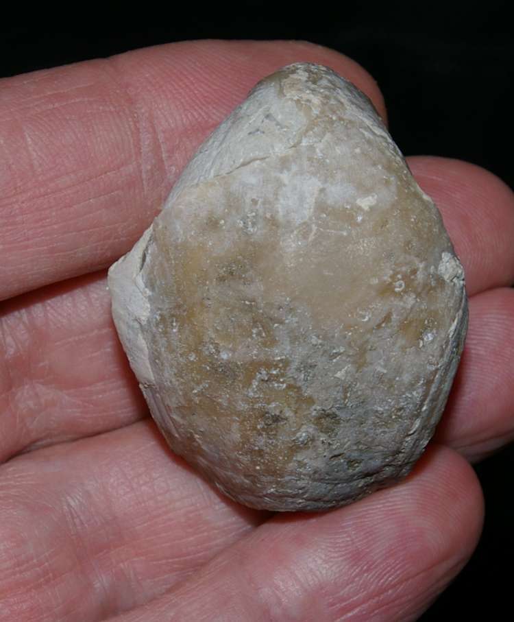 Fossilien Brachiopoden