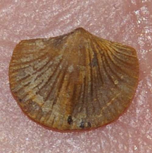 Skenidium polonicum.jpg