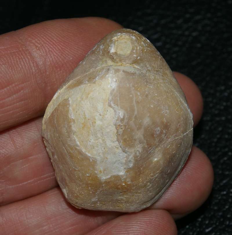 Fossilien Brachiopoden