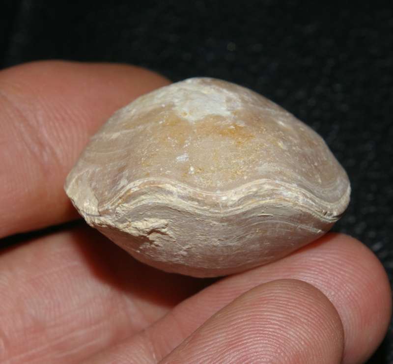 Fossilien Brachiopoden
