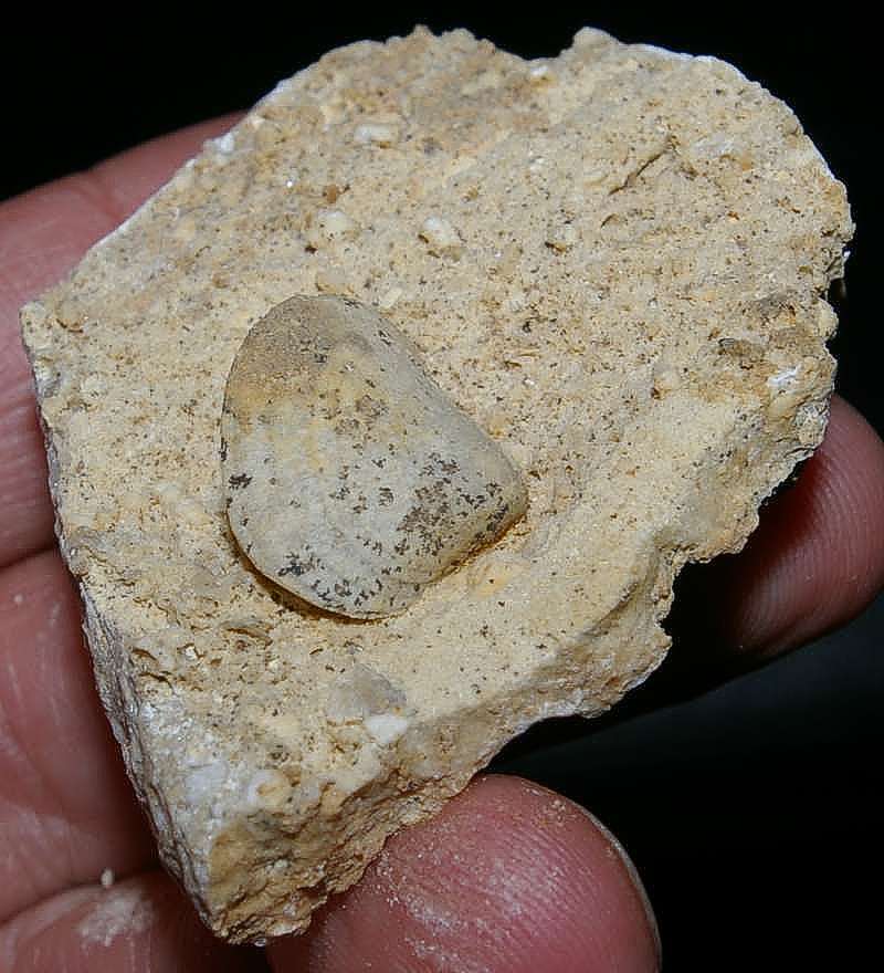  Fortunella monsalvensis