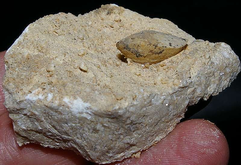 Fortunella monsalvensis