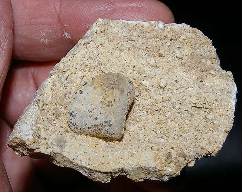  Fossilien Brachiopoden