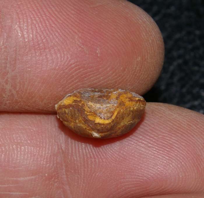 Triassic fossil brachiopod
