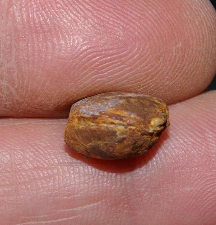  Fossilien Brachiopoden